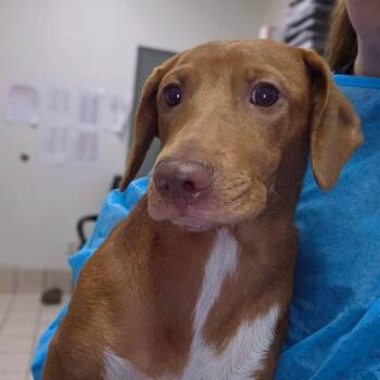 Bizzarre -  Mixed Breed Dog for Adoption in Charleston, West Virginia - Bizzarre | PetCurious