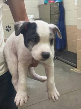 Pit Bull Terrier Dogs Available for Adoption - Rolly | PetCurious