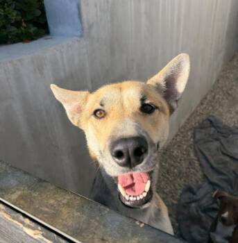 Mama Vanilla -  Shepherd Dog for Adoption in Frazier Park, California - Mama Vanilla | PetCurious