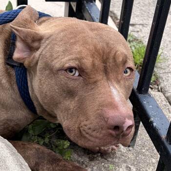 Pit Bull Terrier Dogs Available for Adoption in Philadelphia, Pennsylvania - Big Jimmy | PetCurious