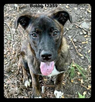 BOBBY -  Shepherd Dog for Adoption in Marietta, Georgia - BOBBY | PetCurious
