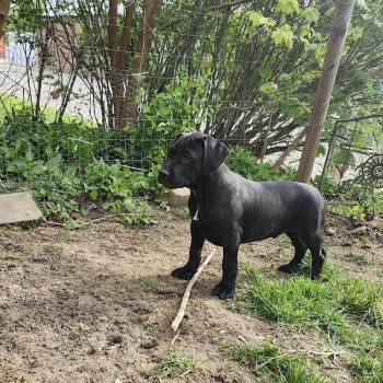 Mixed Breed Dogs Available for Adoption in Madison, Wisconsin - Bernie | PetCurious