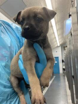 A804994 -  American Staffordshire Terrier Dog for Adoption in San Antonio, Texas - A804994 | PetCurious