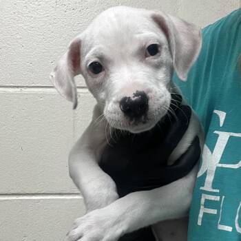 Sonny -  Mixed Breed Dog for Adoption in Lakeland, Florida - Sonny | PetCurious