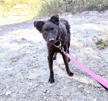 Sherri -  Poodle and Collie Dog for Adoption in Weare, New Hampshire - Sherri | PetCurious