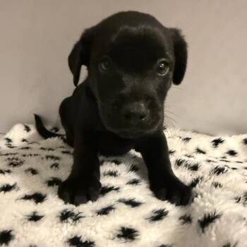 Kiawah -  Mixed Breed Dog for Adoption in Rockville, Maryland - Kiawah | PetCurious