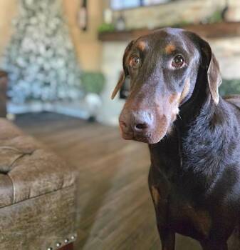 Doberman Pinscher Dogs Available for Adoption in Phoenix, Arizona - Lucytoo | PetCurious