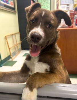 Koko Bean -  Chocolate Labrador Retriever and Australian Shepherd Dog for Adoption in St. Joseph, Michigan - Koko Bean | PetCurious