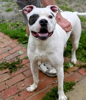Rescue American Bulldog Dogs for Adoption in Detroit, Michigan - Oliver | PetCurious