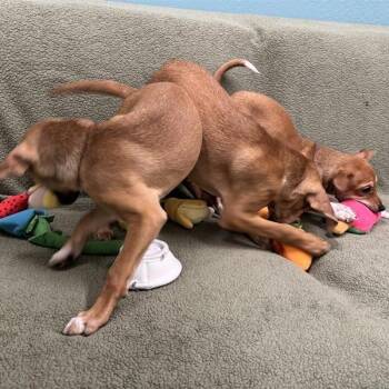 Tofurkey -  Chihuahua and Mixed Breed Dog for Adoption in Tempe, Arizona - Tofurkey | PetCurious