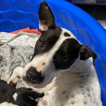 Catahoula Leopard Dog Dogs Available for Adoption in Tupelo, Mississippi - Melodi - 010203U | PetCurious