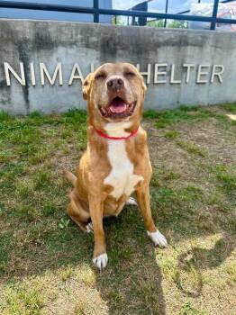 Mixed Breed Dogs Available for Adoption in Denham Springs, Louisiana - Scarlet | PetCurious