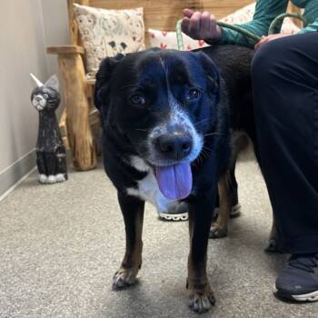 Rescue Mixed Breed Dogs for Adoption in Blue Ridge, Georgia - Dolly | PetCurious