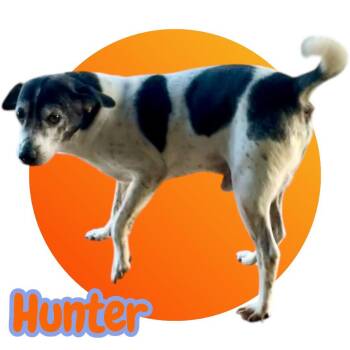 Rescue Labrador Retriever and Hound Dogs for Adoption in Chuckey, Tennessee - Hunter - NC | PetCurious