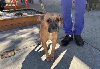 Dream -  Mixed Breed Dog for Adoption in New York, New York - Dream | PetCurious