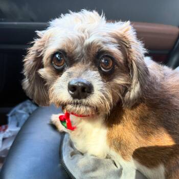 Rescue Shih Tzu Dogs for Adoption in Miami, Florida - River | PetCurious