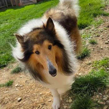 Collie Dogs Available for Adoption in Dublin, Ohio - Carver-adoption Pending | PetCurious