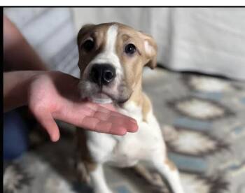 Shepherd and Pit Bull Terrier Dogs Available for Adoption in Aurora, Indiana - Floyd Dawgs :Baptiste | PetCurious