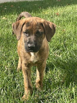 Rescue Hound and Mountain Cur Dogs for Adoption in Gloucester Township, New Jersey - Peter | PetCurious