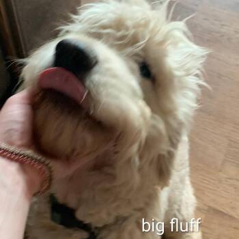 Golden Retriever and Poodle Dogs Available for Adoption - Big Fluff | PetCurious