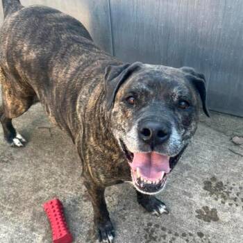 Pit Bull Terrier Dogs Available for Adoption in Chicago, Illinois - Bacon | PetCurious