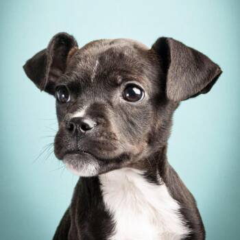 Mixed Breed Dogs Available for Adoption in Cumming, Georgia - Ash 11427 | PetCurious