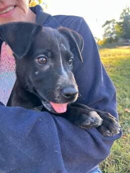 Pogo -  Mixed Breed Dog for Adoption in Spring Hill, Tennessee - Pogo | PetCurious