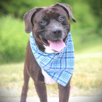 Thunder -  Dalmatian and Pit Bull Terrier Dog for Adoption in Amsterdam, New York - Thunder | PetCurious