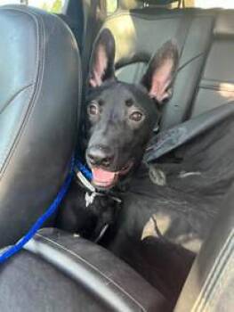 Rescue German Shepherd Dog Dogs for Adoption in Round Rock, Texas - Malcom | PetCurious