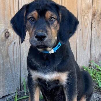 Labrador Retriever and Shepherd Dogs Available for Adoption in Clearwater, Florida - Gunner | PetCurious
