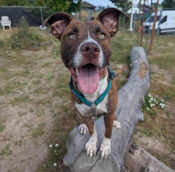 Funky Disco -  Pit Bull Terrier Dog for Adoption in Santa Rosa, California - Funky Disco | PetCurious