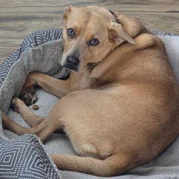 Piglet -  Labrador Retriever and Chihuahua Dog for Adoption in Humble, Texas - Piglet | PetCurious