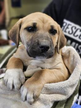 Rescue Australian Cattle Dog Blue Heeler and Shepherd Dogs for Adoption in Rockwall, Texas - Found Stray: Toby | PetCurious