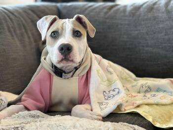 Rescue Mixed Breed Dogs for Adoption - Teddy | PetCurious