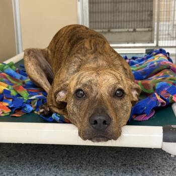 Tika -  Pit Bull Terrier Dog for Adoption in St. Augustine, Florida - Tika | PetCurious