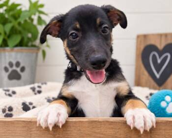 Lincoln -  Mixed Breed Dog for Adoption in Mesa, Arizona - Lincoln | PetCurious