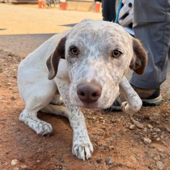 Shrike -  Labrador Retriever and Pointer Dog for Adoption in Columbia, South Carolina - Shrike | PetCurious