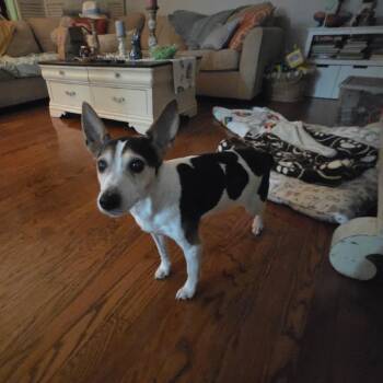 Rat Terrier Dogs Available for Adoption in Parkton, Maryland - Hedy (Peanut) | PetCurious