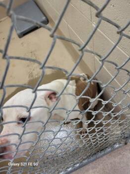 Vc 3 Franklin -  Pit Bull Terrier Dog for Adoption in Lawrenceville, Georgia - Vc 3 Franklin | PetCurious