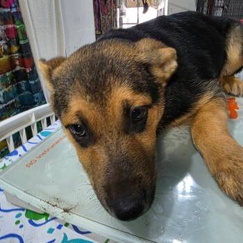 Remi (Diva Litter) -  German Shepherd Dog and Mixed Breed Dog for Adoption in TIMBERCRK CYN, Texas - Remi (Diva Litter) | PetCurious