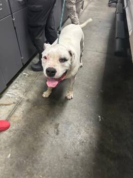 Mixed Breed Dogs Available for Adoption - Lian | PetCurious