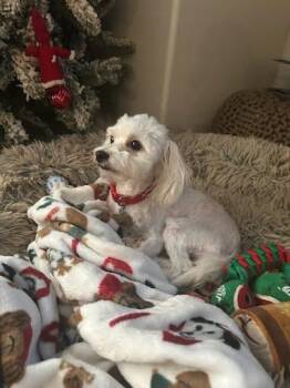 Beanie -  Maltipoo Dog for Adoption in Vista, California - Beanie | PetCurious
