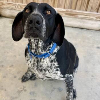 Luna -  German Shorthaired Pointer Dog for Adoption in Freeport, Florida - Luna | PetCurious