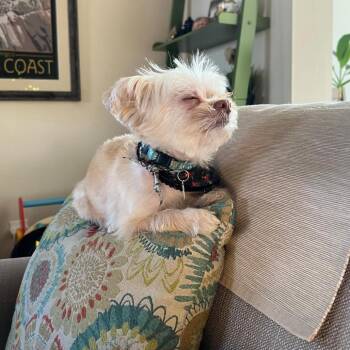 Tulip -  Mixed Breed Dog for Adoption in Ramona, California - Tulip | PetCurious