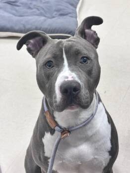 Dora -  Pit Bull Terrier Dog for Adoption in Clayton, New Jersey - Dora | PetCurious