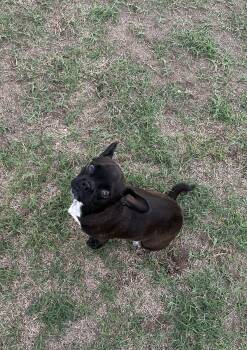 Pug Dogs Available for Adoption - Honey | PetCurious