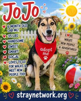 Jojo (male) -  Retriever Dog for Adoption in Hatfield, Pennsylvania - Jojo (male) | PetCurious