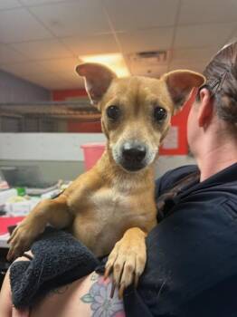 Mixed Breed Dogs Available for Adoption - ATHENA | PetCurious