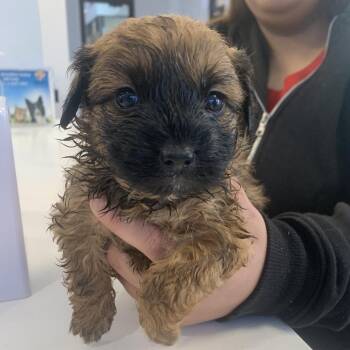 Chihuahua Dogs Available for Adoption - Greyler | PetCurious