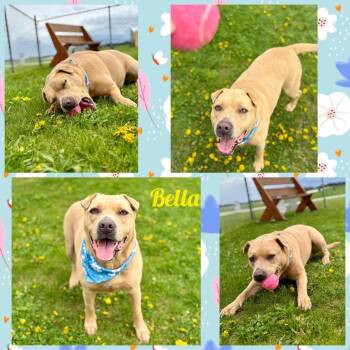 American Bulldog and Mixed Breed Dogs Available for Adoption in Rensselaer, Indiana - Bella | PetCurious